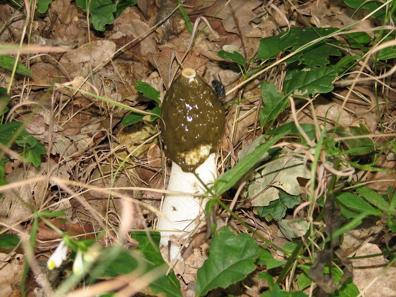 Phallus impudicus
